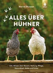 Alles über Hühner Husson, Hervé 9783818615192